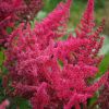 Astilbe Japonica Bonn